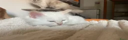 Scottish gatti in vendita: Gattini scottish - Annuncio 3