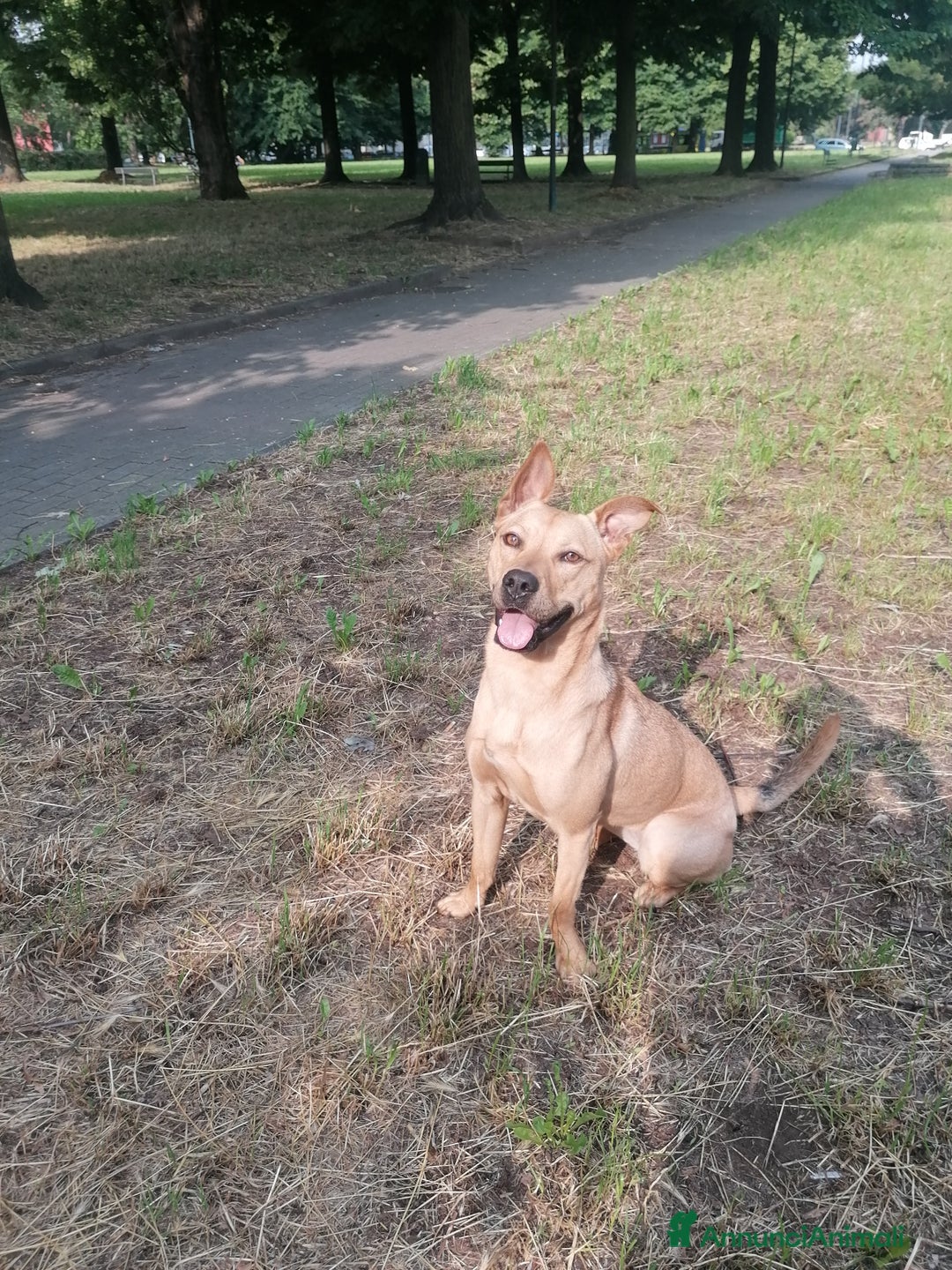 Meticcio cani in regalo: Luna, meticcia di 3 anni in regalo - Annuncio 9