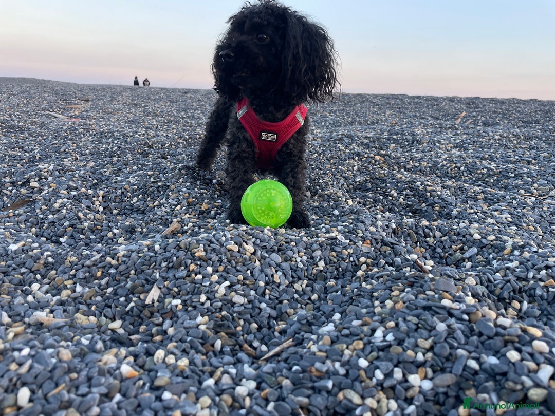 Barboncino cani per accoppiamento: Accoppiamento/monta barboncino Toy e nano a Provincia di Monza e della Brianza - Annuncio 5