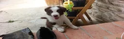 Border Collie cani in vendita: Cuccioli di Border Collie - Annuncio 3