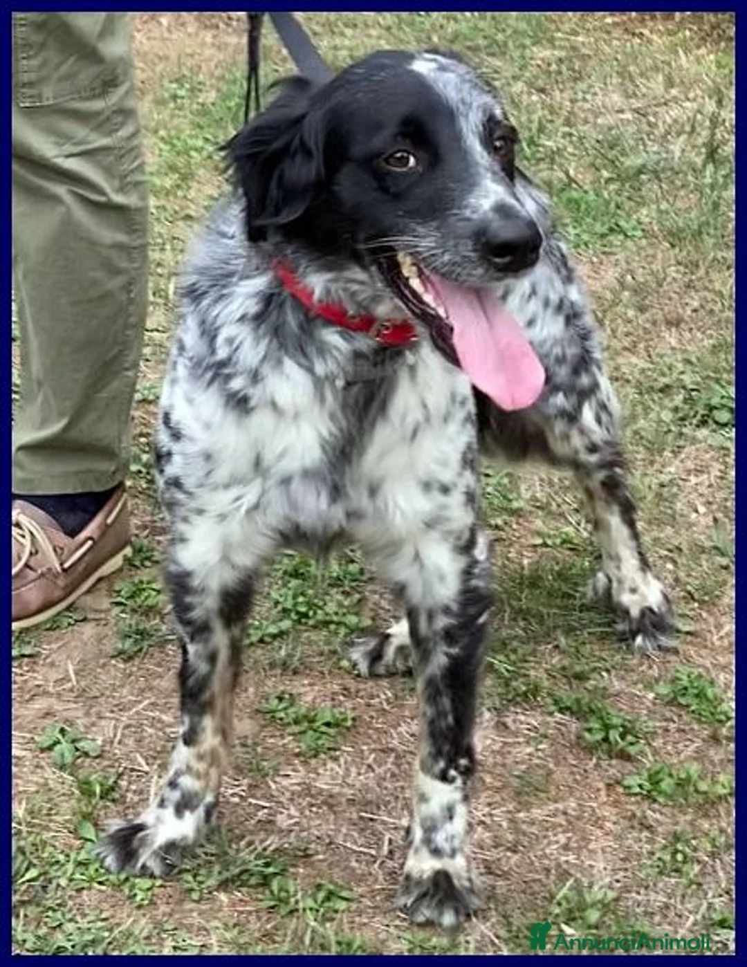 Meticcio cani in regalo: NACHO dolcissimo! a Città metropolitana di Milano - Annuncio 1