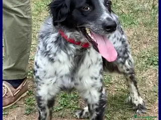 Meticcio cani NACHO dolcissimo! - Annuncio 33