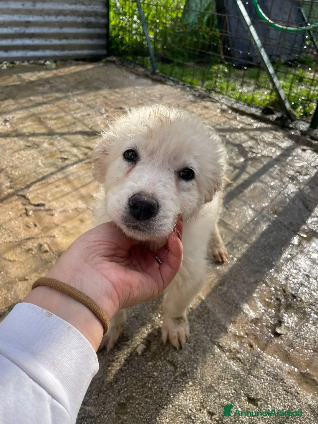 Meticcio cani in regalo: LA DOLCISSIMA RUNA - Annuncio 1