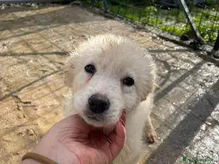 Meticcio cani LA DOLCISSIMA RUNA - Annuncio 13