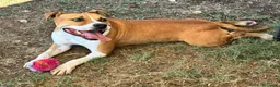 Meticcio cani in regalo: Sofie 2 anni 20 kg socievole  - Annuncio 3