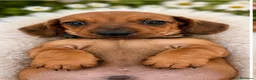 Bassotto cani in vendita: CUCCIOLI BASSOTTI STANDARD - Annuncio 15