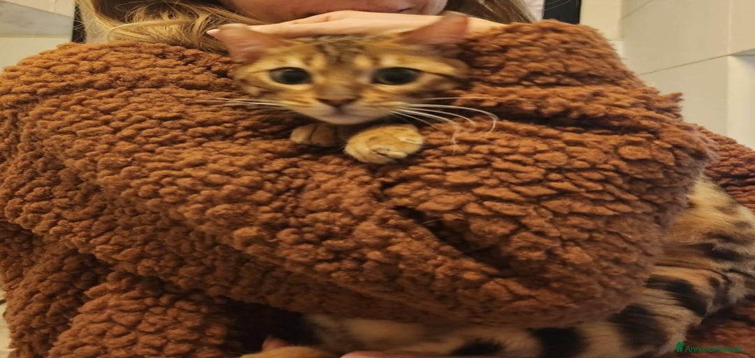 Immagine della galleria {{count}}