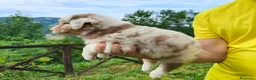 Australian Shepherd cani in vendita: Cuccioli Australian Shepherd con pedigree  - Annuncio 7