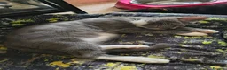 Maine Coon gatti in vendita: Cuccioli Maine Coon a Provincia di Macerata - Annuncio 2