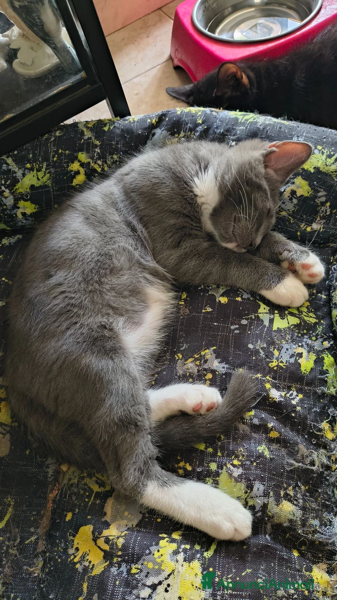 Maine Coon gatti in vendita: Cuccioli Maine Coon a Provincia di Macerata - Annuncio 2