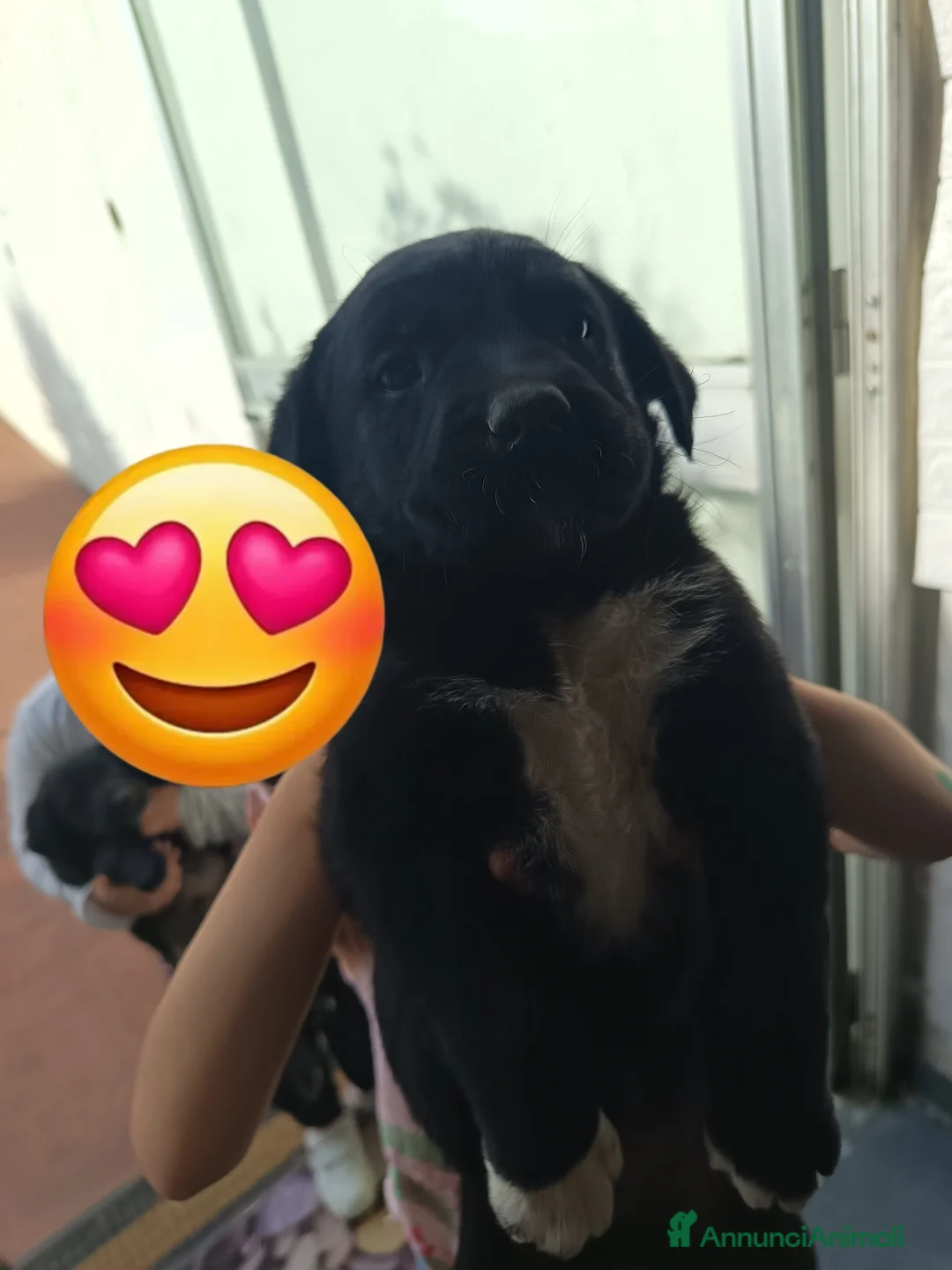 Meticcio cani in regalo: Cuccioli di Borador  - Annuncio 1