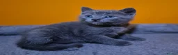 Certosino gatti in vendita: CUCCIOLI DI CERTOSINO PURISSIMI  - Annuncio 9