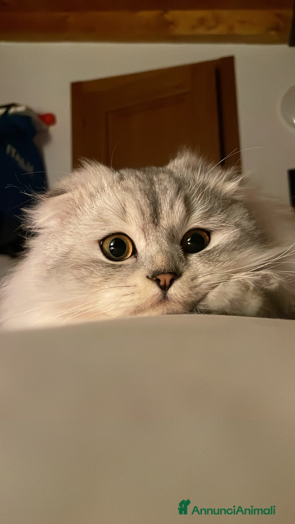 Scottish gatti Scottish Long Hair - Annuncio 15