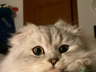 Scottish gatti Scottish Long Hair - Annuncio 2