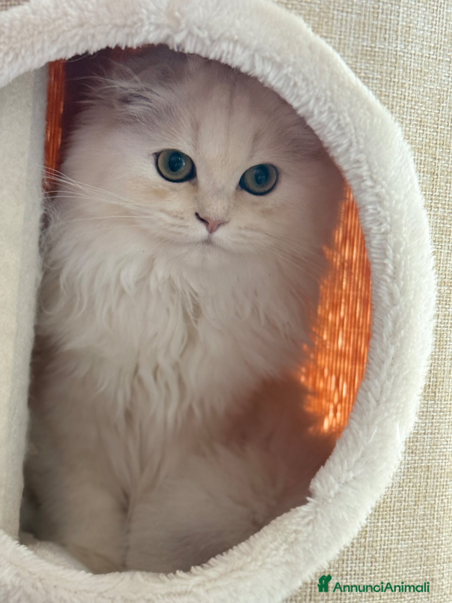 Scottish gatti in vendita:  Femmina Scottish Longhaier Gold con pedigree WCF  - Annuncio 1