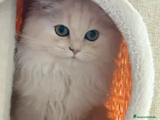 Scottish gatti Femmina Scottish Longhaier Gold con pedigree WCF - Annuncio 1