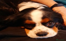 Cavalier King cani in vendita: Vendo cavalier king charles spaniel tre colori a Città Metropolitana di Bologna - Immagine 3
