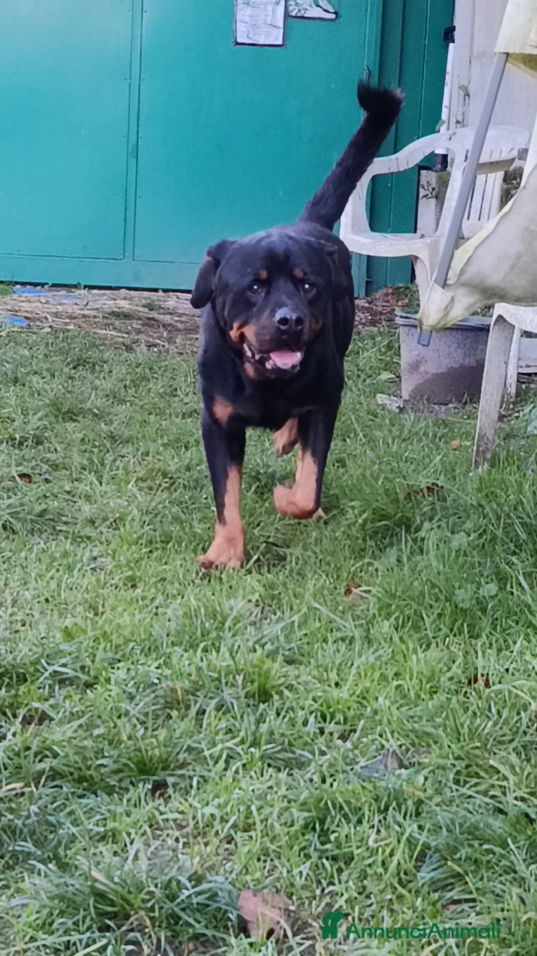 Rottweiler cani in regalo: Ares: 7 anni, Rottweiler equilibrato, socievole  a Città Metropolitana di Genova - Annuncio 21