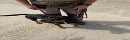 Meticcio cani in regalo: Simile Rottweiler, cerca Casa - Annuncio 3