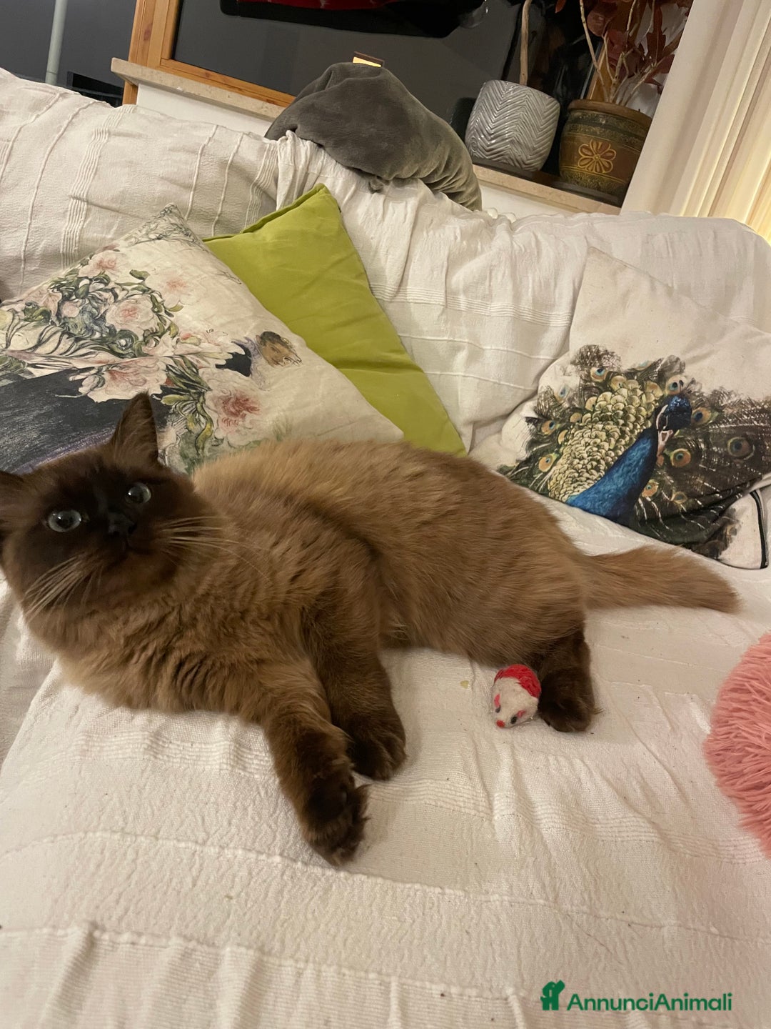 Ragdoll gatti per accoppiamento: Cerca fidanzato  - Annuncio 2