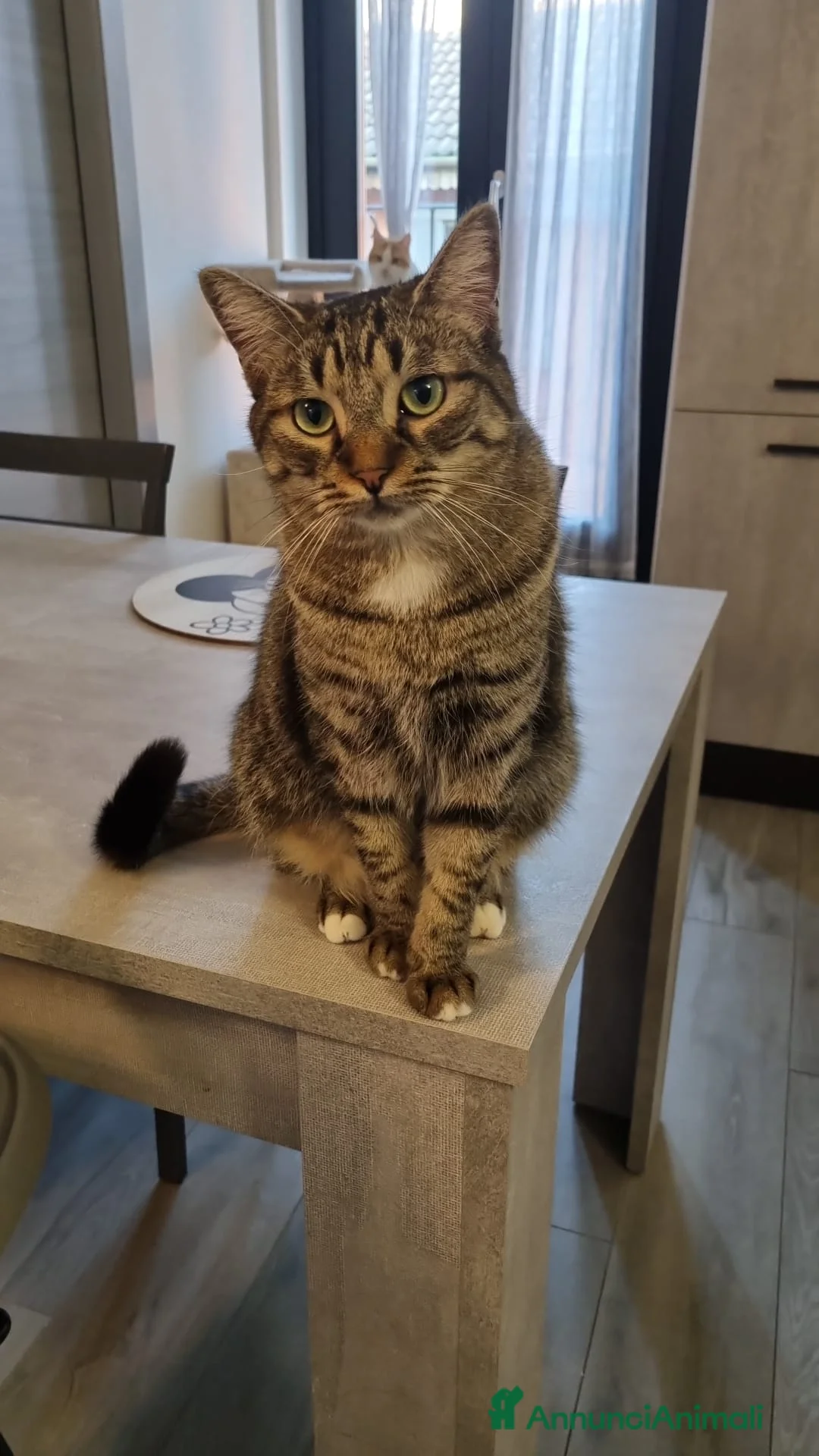 Europeo gatti in regalo: Gatti europei fratelli - Annuncio 12