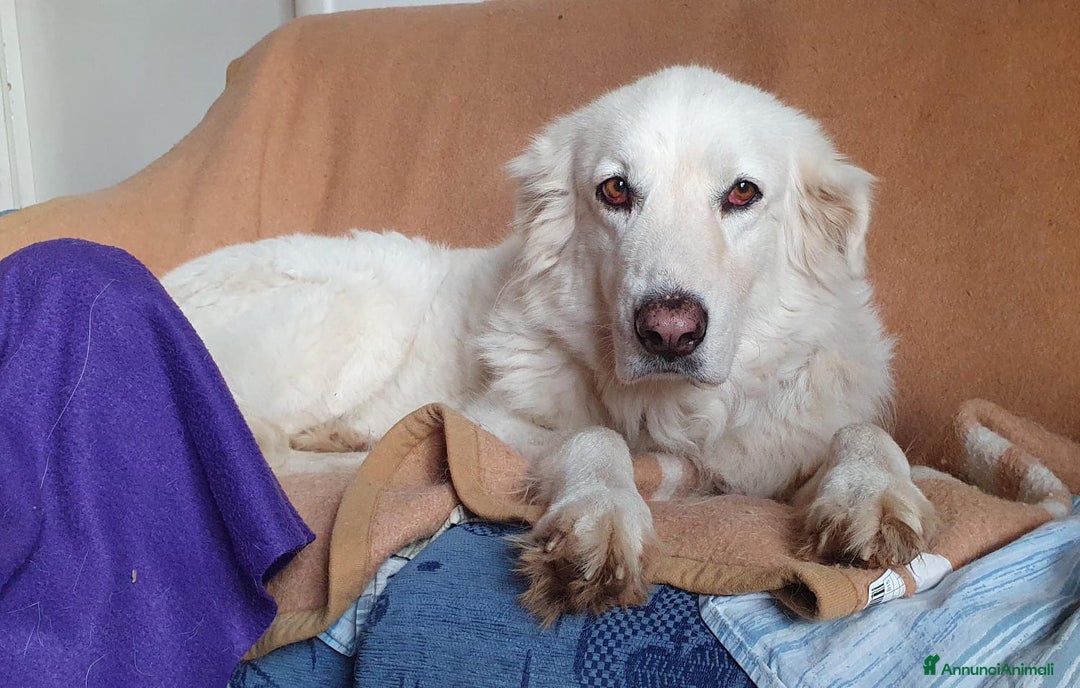 Pastore Maremmano cani in regalo: Bianca,una meraviglia candida e dolcissima a Pomezia - Annuncio 10