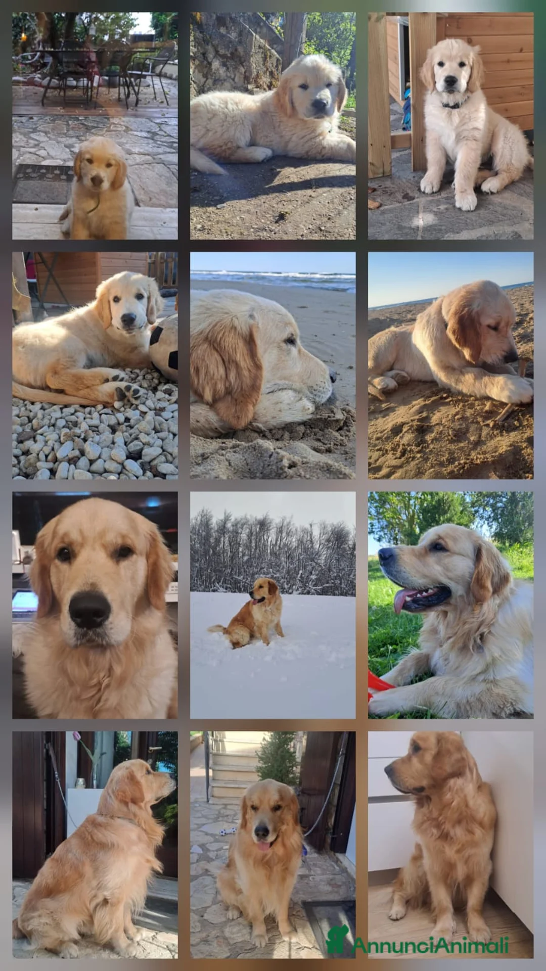 Golden Retriever cani per accoppiamento: RONNIE DISPONIBILE PER MONTA a Provincia di Terni - Annuncio 2