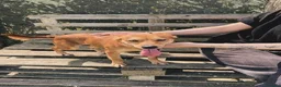 Meticcio cani in regalo: Valentina , simil pincher - Annuncio 6