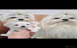 Maltese cani in vendita: Cuccioli di Maltese con pedigree a Provincia di Pavia - Immagine 3