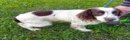 Springer Spaniel Inglese cani in regalo: Springer Spaniel 5anni FINITO IN CANILE.PADOVA - Annuncio 3