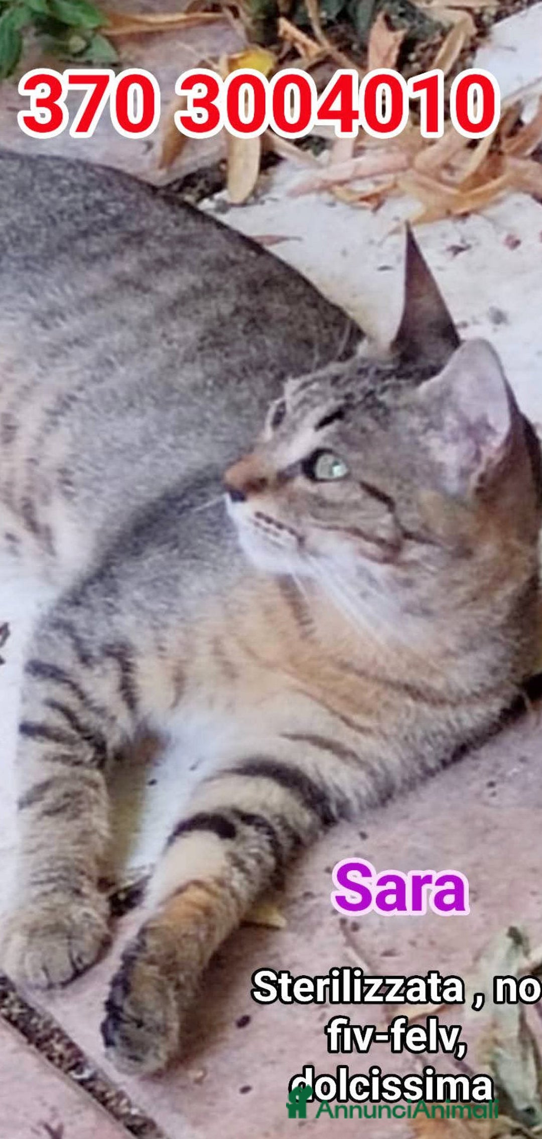 Europeo gatti in regalo: SARA ADOZIONE URGENTE a Città metropolitana di Roma Capitale - Immagine 2