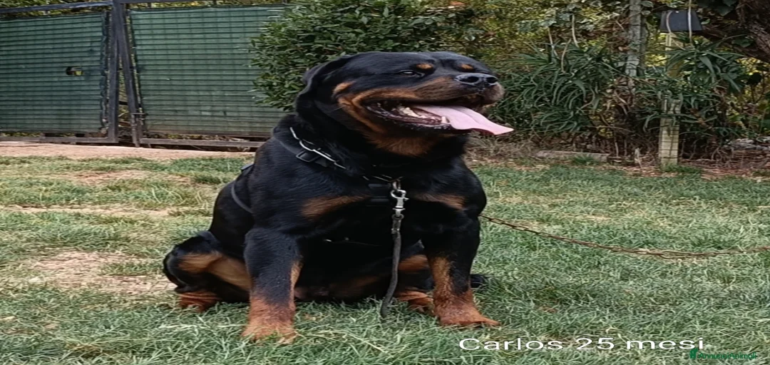 Immagine della galleria {{count}}