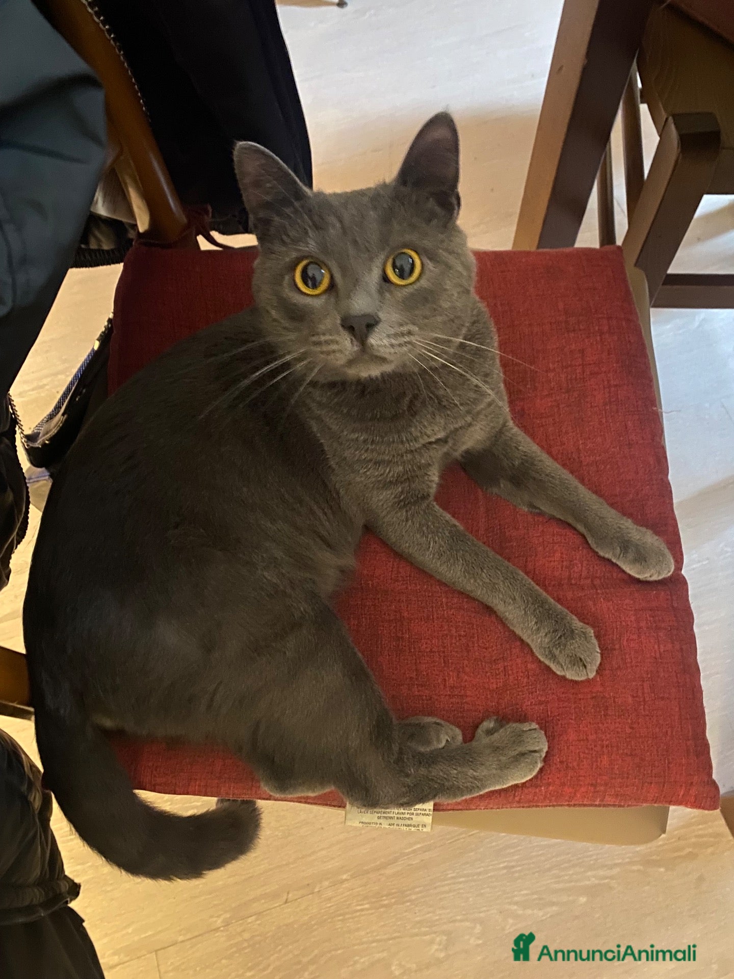 Certosino gatti Certosino per monta - Annuncio 11