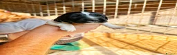 Springer Spaniel Inglese cani in vendita: Cuccioli di springer spaniel a Città Metropolitana di Torino - Annuncio 3