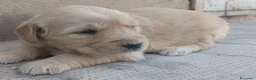 Golden Retriever cani in vendita: Golden retriever cuccioli pedigree ENCI  - Annuncio 2