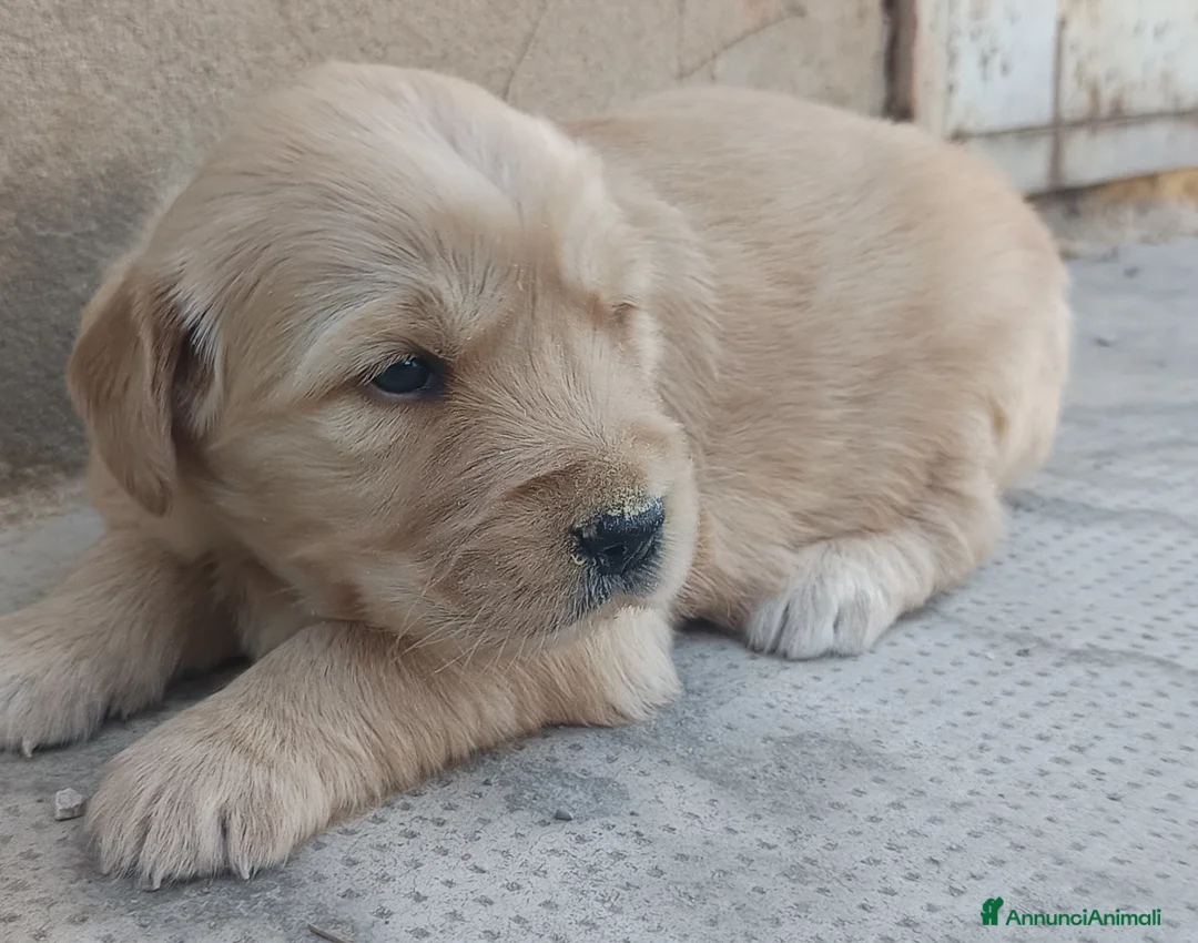 Golden Retriever cani in vendita: Golden retriever cuccioli pedigree ENCI  - Annuncio 2