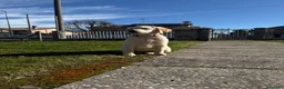 Labrador cani in vendita: Cuccioli di Labrador con pedigree - Annuncio 4