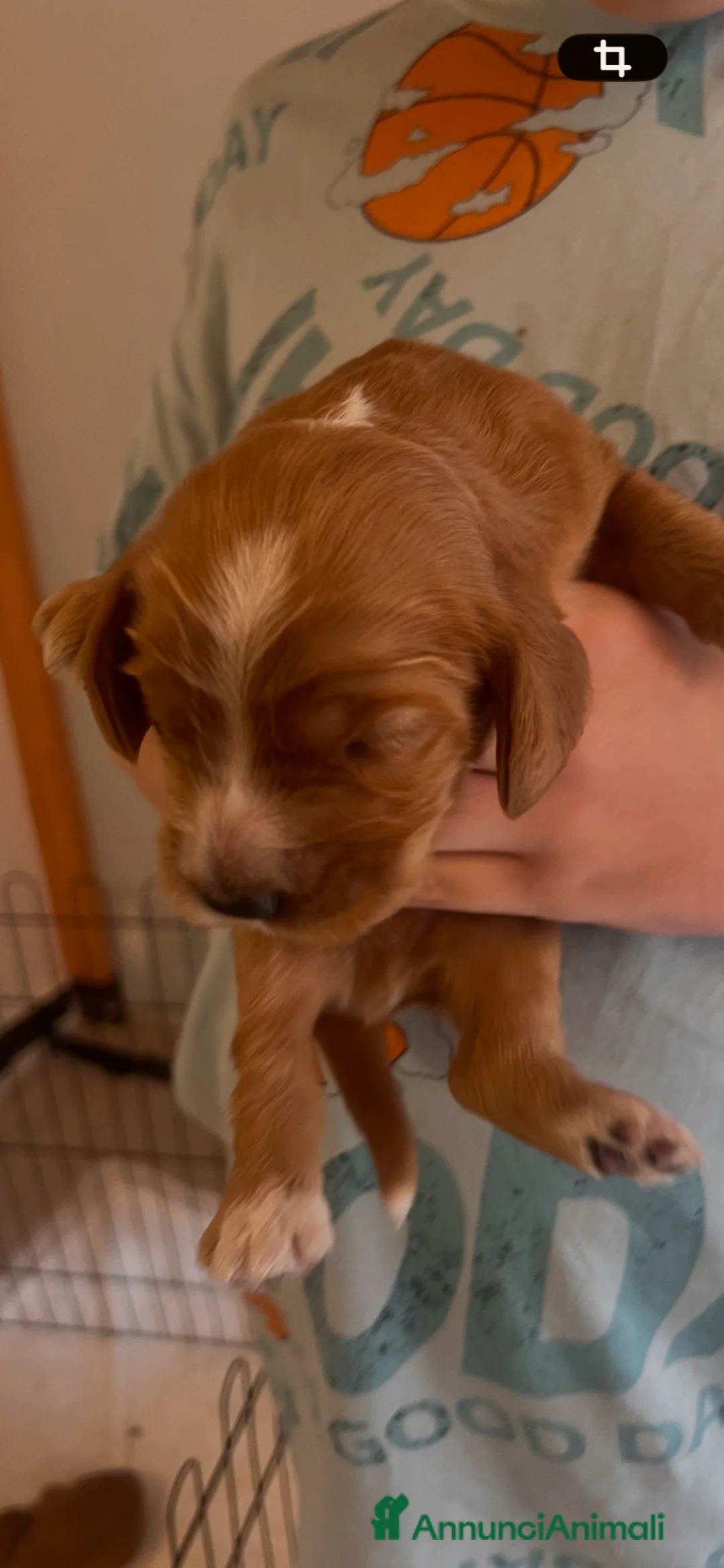 Cocker cani in vendita: Cocker bellissimi Cuccioli a Città metropolitana di Roma Capitale - Annuncio 2