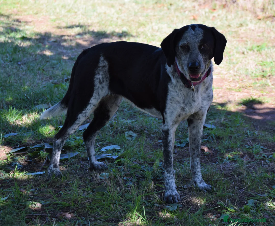 Segugio cani in regalo: VIRGINIA, una timida cagnolina  a Pomezia - Annuncio 15