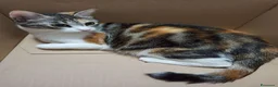 Europeo gatti in regalo: Gatta tricolore da adottare - Annuncio 5