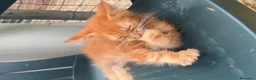 Maine Coon gatti in vendita: Cucciolo rosso di maine coon dolcissimo  - Annuncio 3