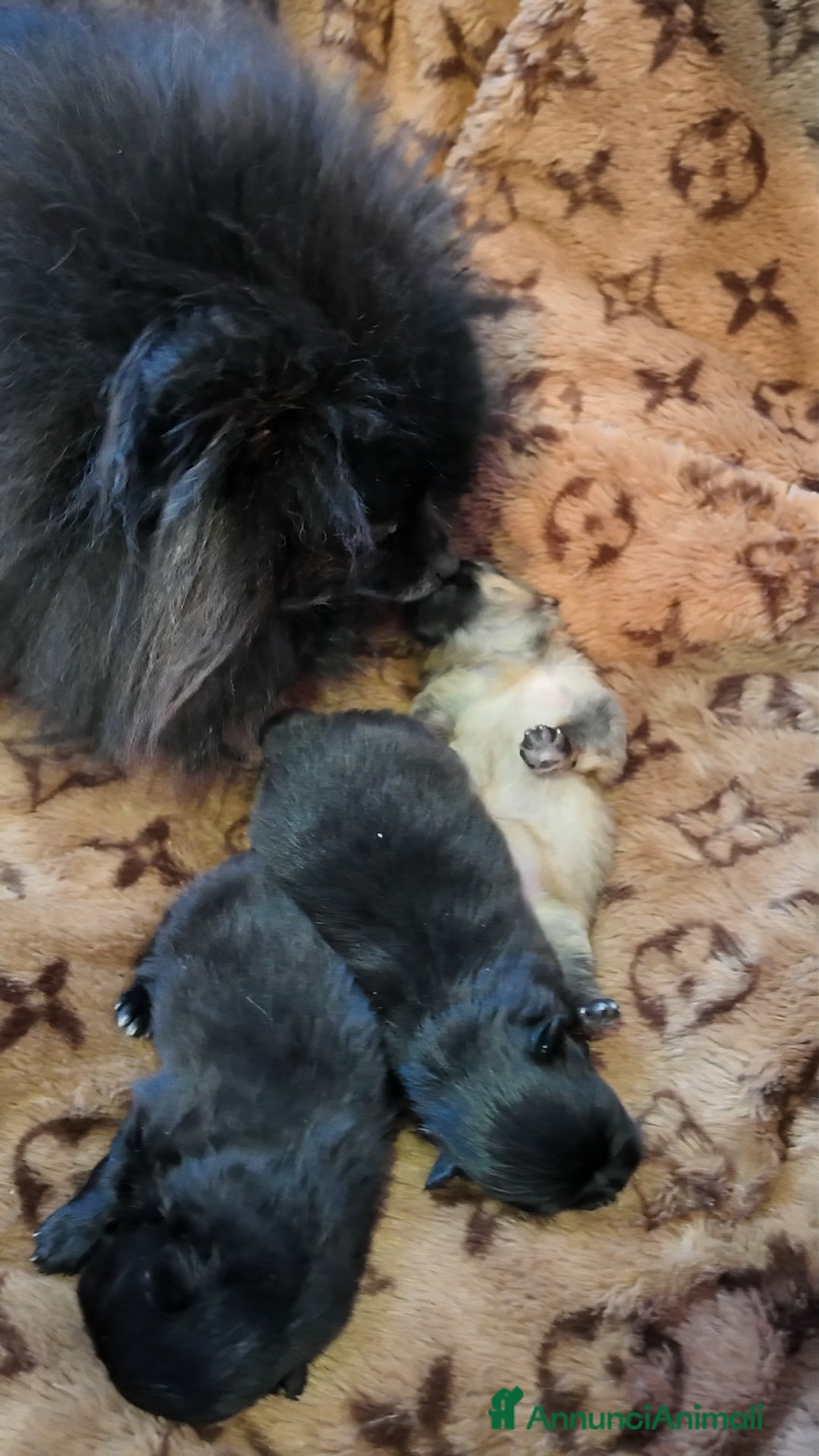 Volpino Pomerania cani in vendita: Pomerania nero nano - Annuncio 5