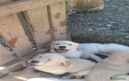 Golden Retriever cani in vendita: Carattere docile linea da lavoro inglese la mamma  a Provincia autonoma di Trento - Immagine 4