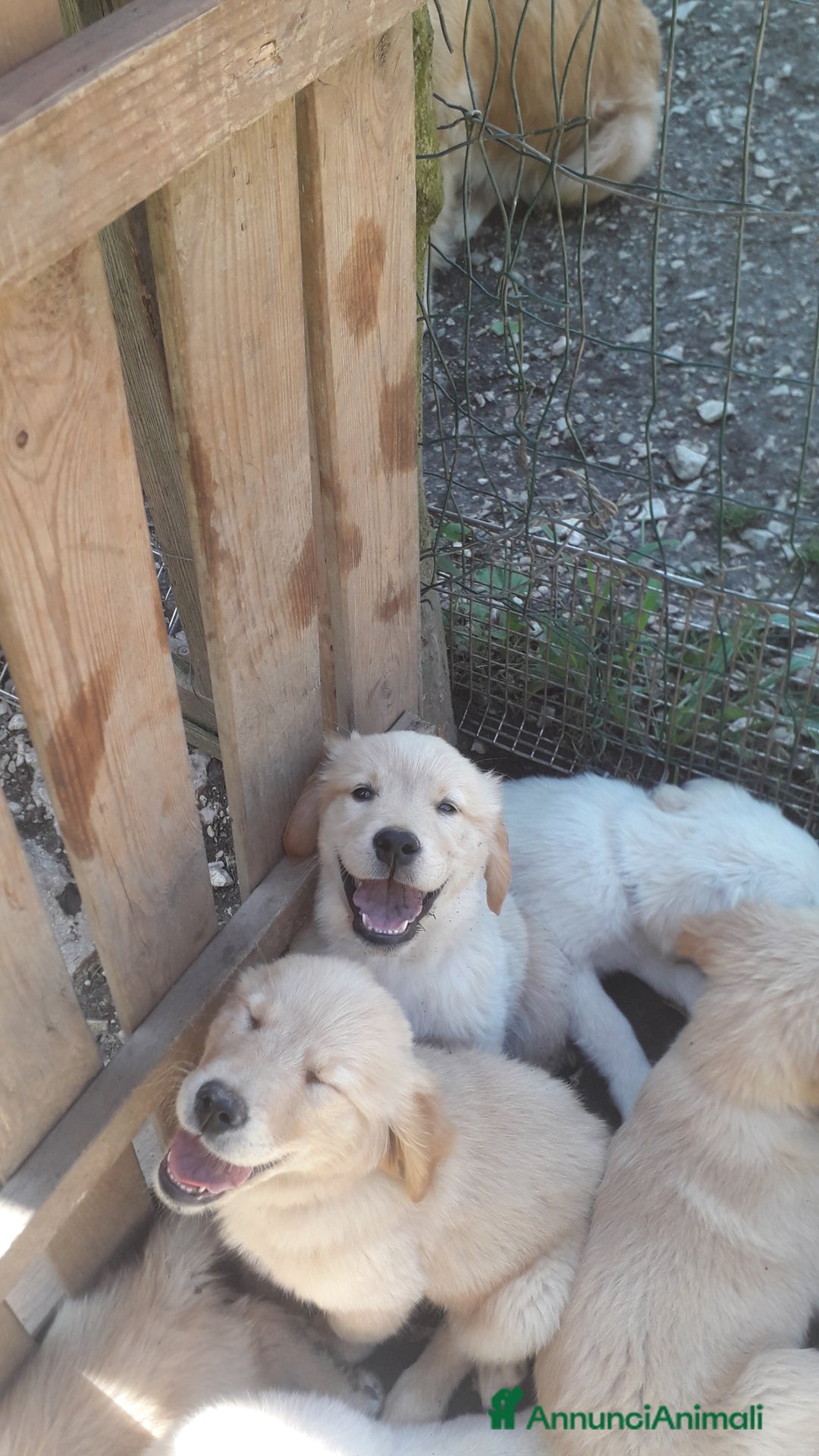 Golden Retriever cani in vendita: Carattere docile linea da lavoro inglese la mamma  a Provincia autonoma di Trento - Immagine 4