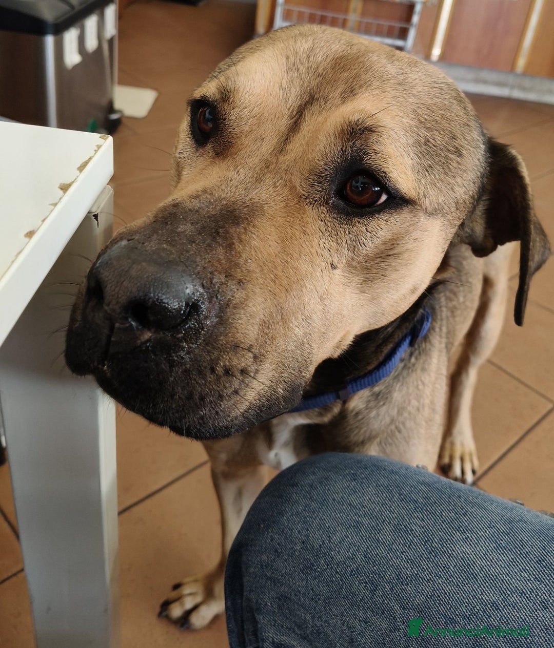 Meticcio cani in regalo: Bellissimo e dolcissimo Bobby - Annuncio 13