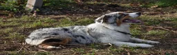Australian Shepherd cani in vendita: cucciolotti pastore australiano - australian  - Annuncio 20