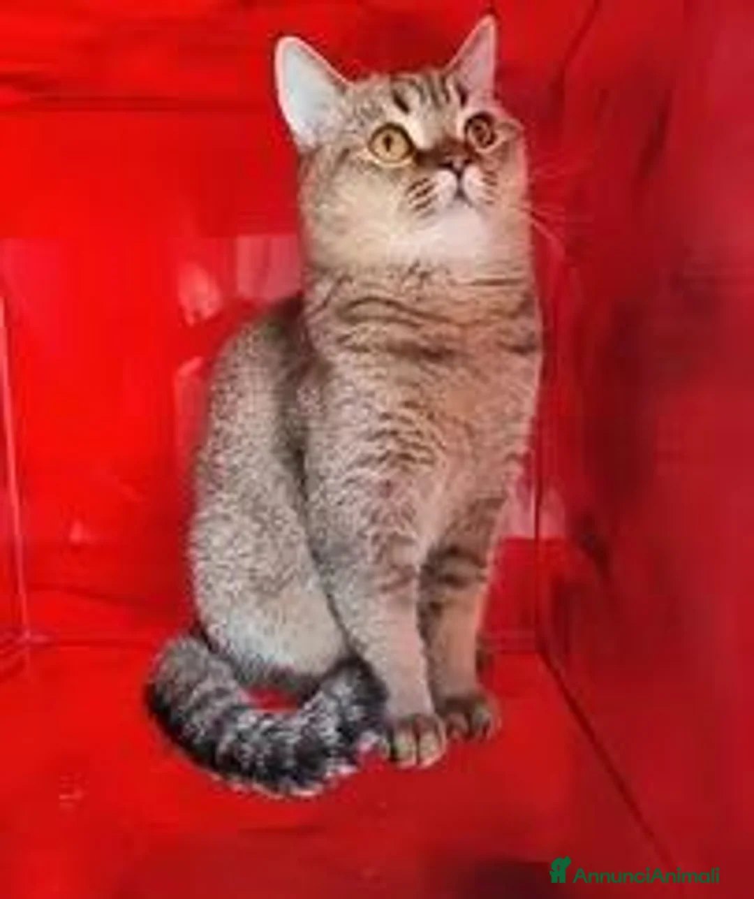 Scottish gatti in vendita: Cucciolo Scottish straight pedigree ENFI - Annuncio 1