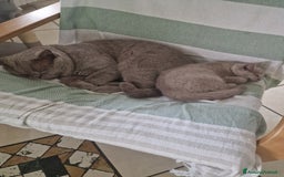 British gatti in vendita: Cucciola  a Città Metropolitana di Torino - Immagine 3