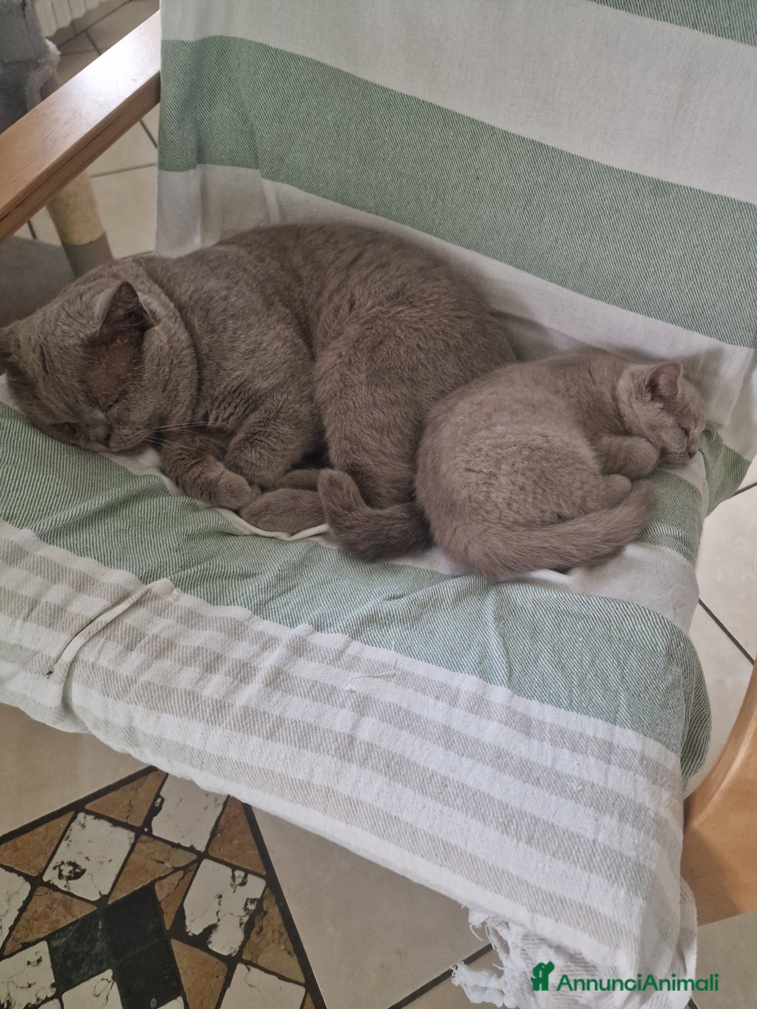 British gatti in vendita: Cucciola  a Città Metropolitana di Torino - Immagine 3