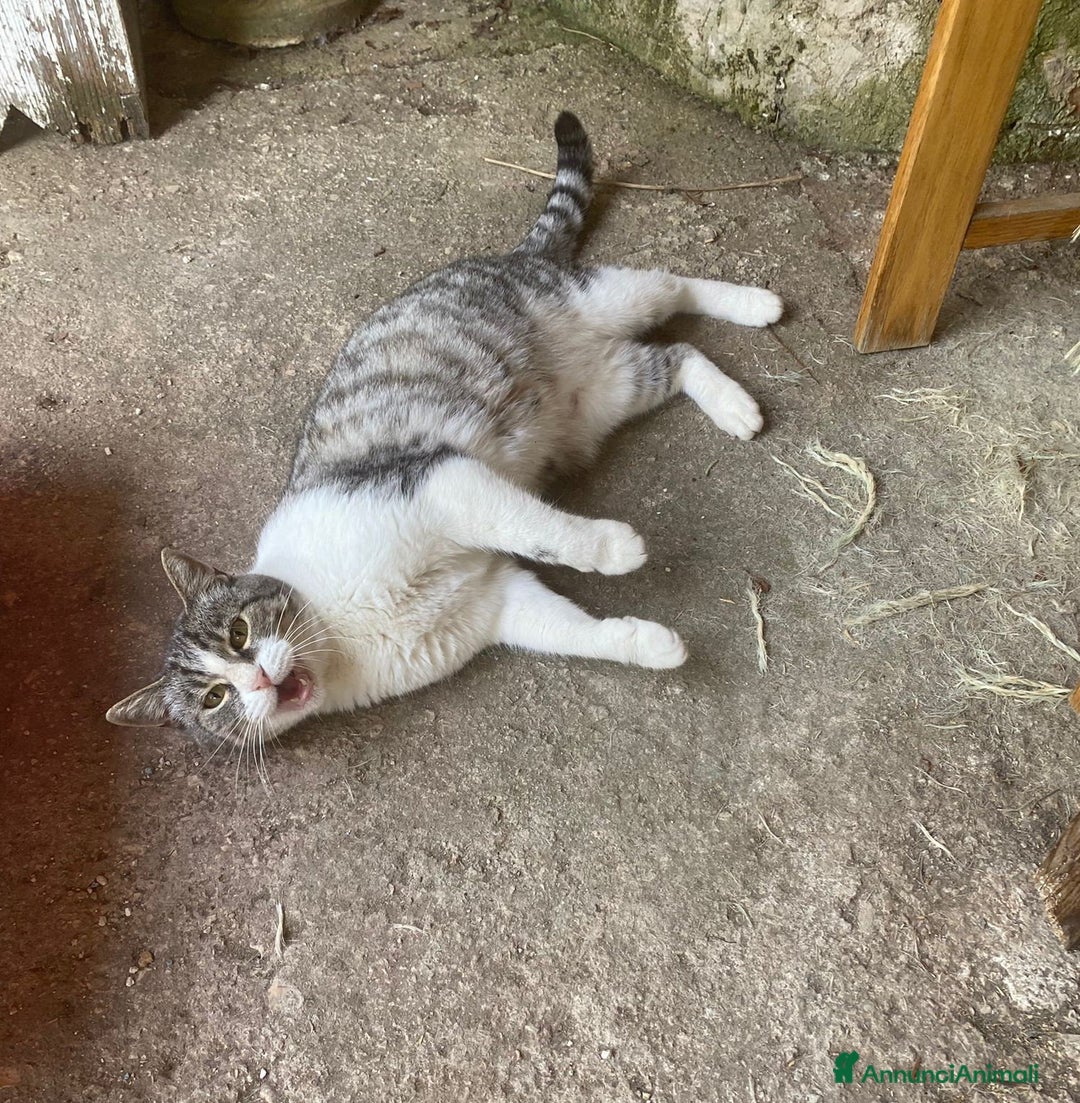 Europeo gatti in regalo: LICIA, dolce gatta in adozione! - Annuncio 4